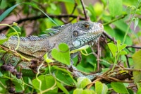 Green Iguana