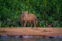 Jaguar at Dusk Part 2