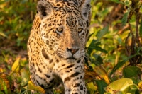 Jaguar-Jungle-Pantanal-Wildlife-Photography-Workshop