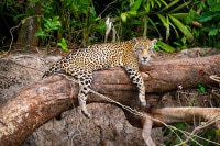 A Jaguar Treehouse