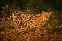 Jaguar-Sunset-Pantanal-Wildlife-Photography-Workshop
