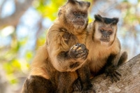 Pair-of-Hooded-Capuchin-Pantanal-Wildlife-Photography-Workshop