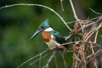 Rufous-Kingfisher-Brazil-Wildlife-Photography-Workshop