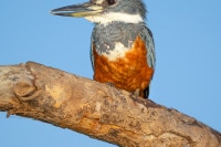 Ringed Kingfisher