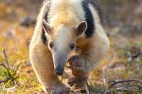 Southern-Tamandua-Brazil-Wildlife-Photography-Workshop