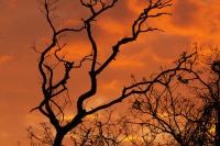 Sunset-Pantanal-Wildlife-Photography-Workshop