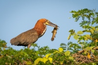 Tiger-Heron-Fishing-Brazil-Wildlife-Photography-Workshop