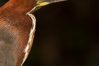 Tiger-Heron-Portrait-Brazil-Wildlife-Photography-Workshop