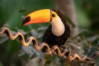 Toco-Toucan-Pantanal-Wildlife-Photography-Workshop