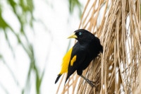 Yellow Rumped Cacique