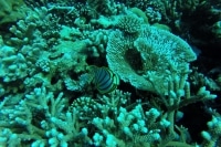 alone="yes"?>
<meta/><div id="ngg_data_strip_html_placehol</div>"/> alone="yes"?>
<meta/><div id="ngg_data_strip_html_placehol</div>"/>