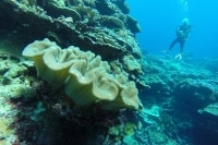 alone="yes"?>
<meta/><div id="ngg_data_strip_html_placehol</div>"/> alone="yes"?>
<meta/><div id="ngg_data_strip_html_placehol</div>"/>