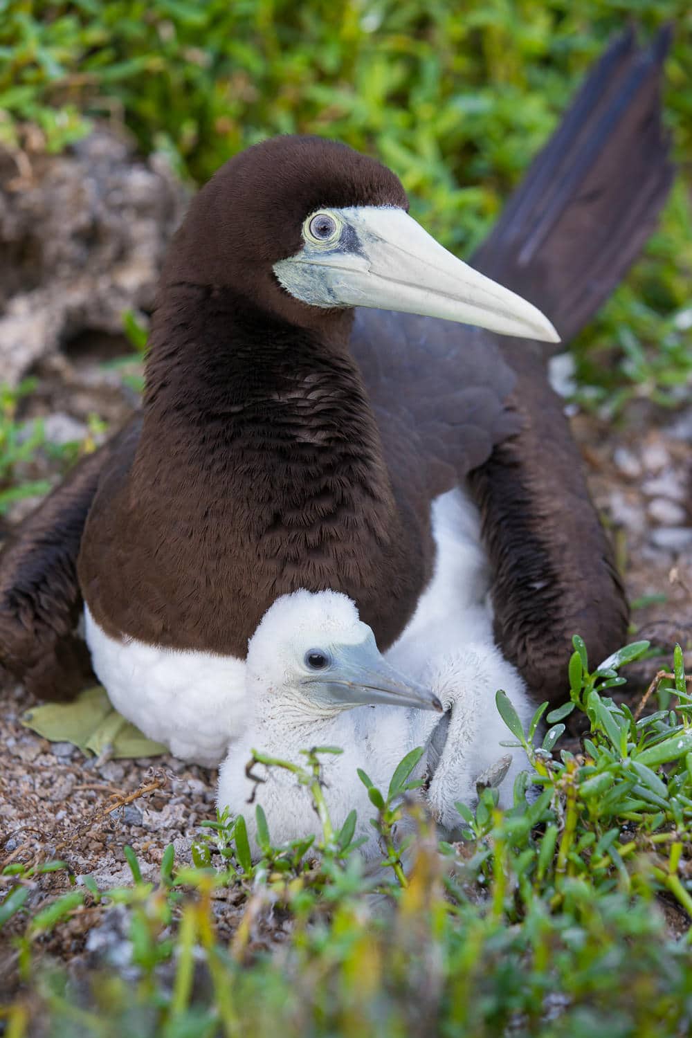 Brown Booby and Chick.jpg