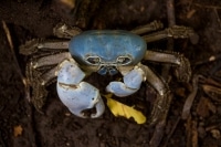 Blue Crab Christmas Island 3.jpg Blue Crab Christmas Island 3.jpg