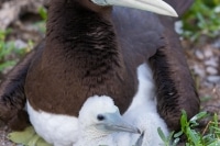 Brown Booby and Chick.jpg