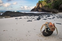 Coconut Crab on Dolly Beach Christmas Island.jpg