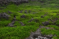 Lave Rocks 2 Christmas Island.jpg