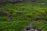 Lave Rocks 2 Christmas Island.jpg