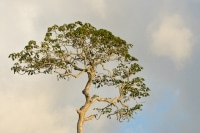 Lone Tree at Sunset Christmas Island.jpg