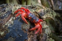 Red Crab Climbing a Tree Christmas Island Australia.jpg