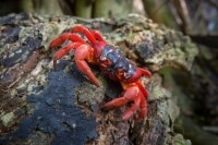Red Crab Climbing a Tree Christmas Island Australia.jpg Red Crab Climbing a Tree Christmas Island Australia.jpg