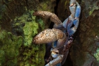 Robber Crab Christmas Island 3.jpg