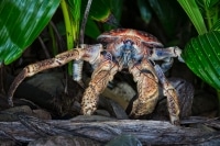Robber Crab Christmas Island.jpg