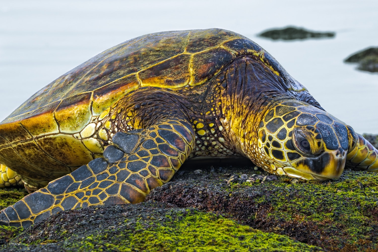 Hawaiian-Green-Sea-Turtle-Photo-Workshop-The-Big-Island-2