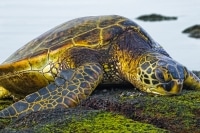 Hawaiian-Green-Sea-Turtle-Photo-Workshop-The-Big-Island-2