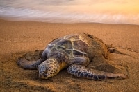 Bathing Green Sea Turtle