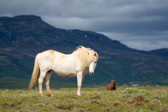 Icelandic-Horse-Iceland-Summer-Photo-Workshop