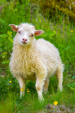 Icelandic-Sheep-Iceland-Summer-Photo-Workshop