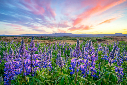 Lupine-Field-Sunset-Iceland-Summer-Photo-Workshop