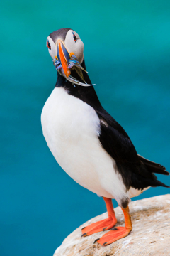 Puffin-Fishing-Grimsey-Island-Wildlife-Photo-Workshop