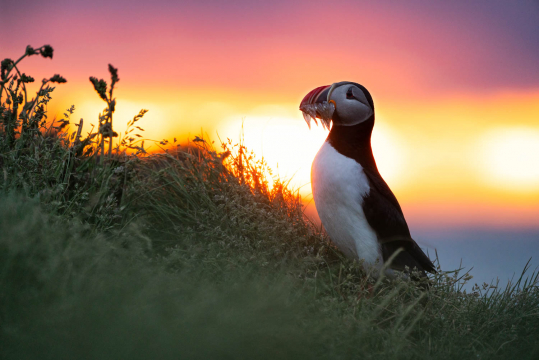 Puffin-Sunset-Wildlife-Photo-Workshop-