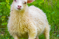 Icelandic-Sheep-Iceland-Summer-Photo-Workshop