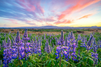 Lupine-Field-Sunset-Iceland-Summer-Photo-Workshop