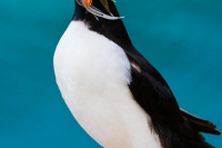 Puffin-Fishing-Grimsey-Island-Wildlife-Photo-Workshop