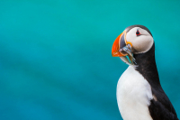 Puffin-Grimsey-Fish-Iceland-Summer-Photo-Workshop