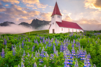 Rising Above the Lupines