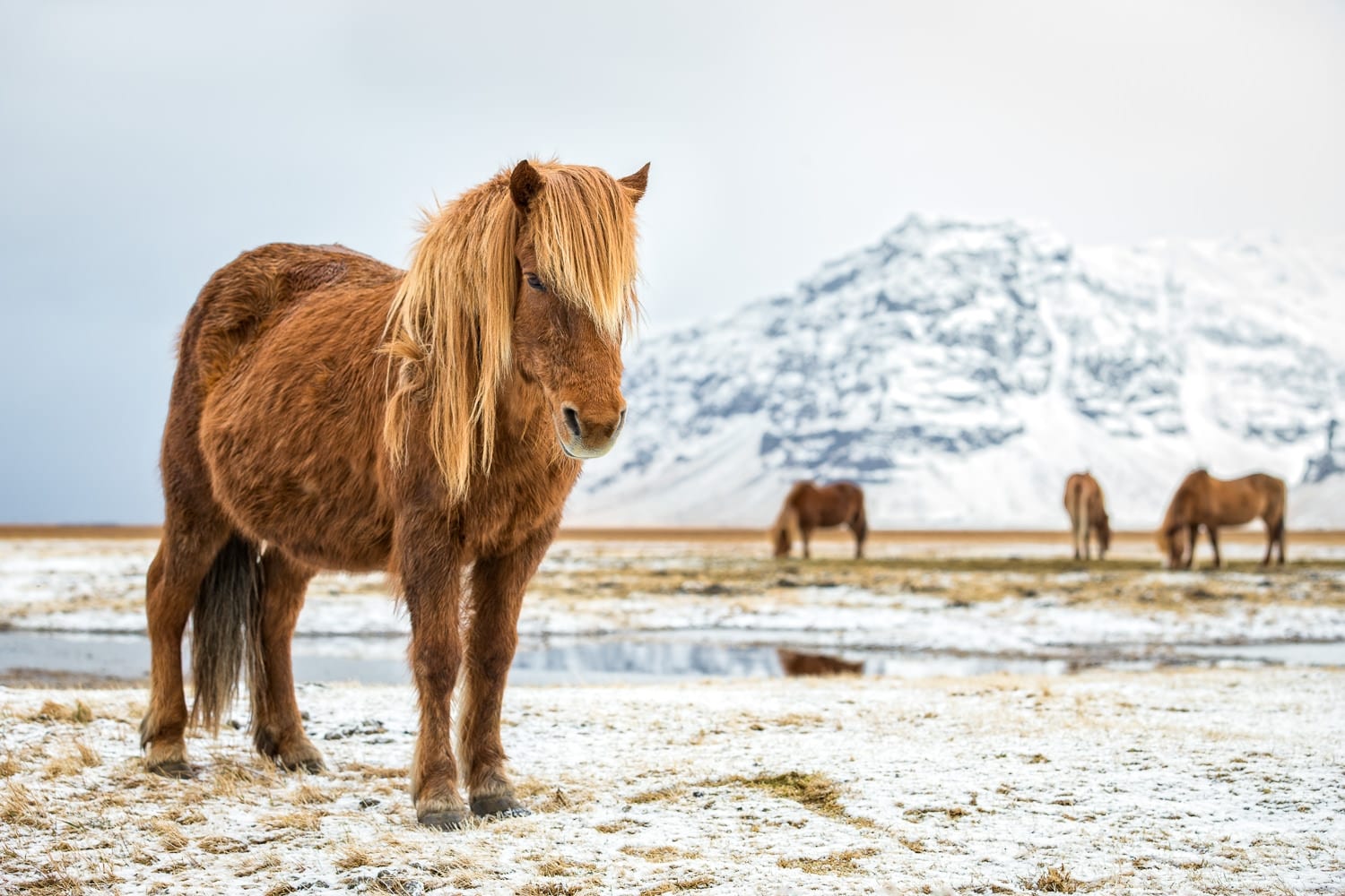Icelandic_Horse_Winter_Photo_Workshop