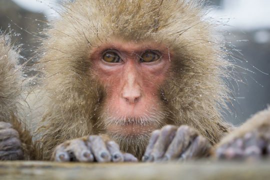 Baby Snow Monkey Japan Sony a6000.jpg