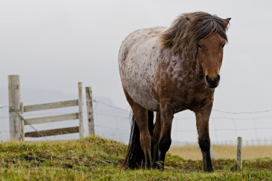 Icelandic Horse Iceland Sony a6000.jpg