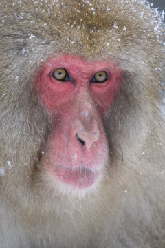 Snow Monkey Japan Sony a6000.jpg