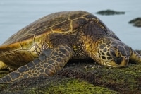 Endangered Green Sear Turtle Hawaii Sony a6000.jpg