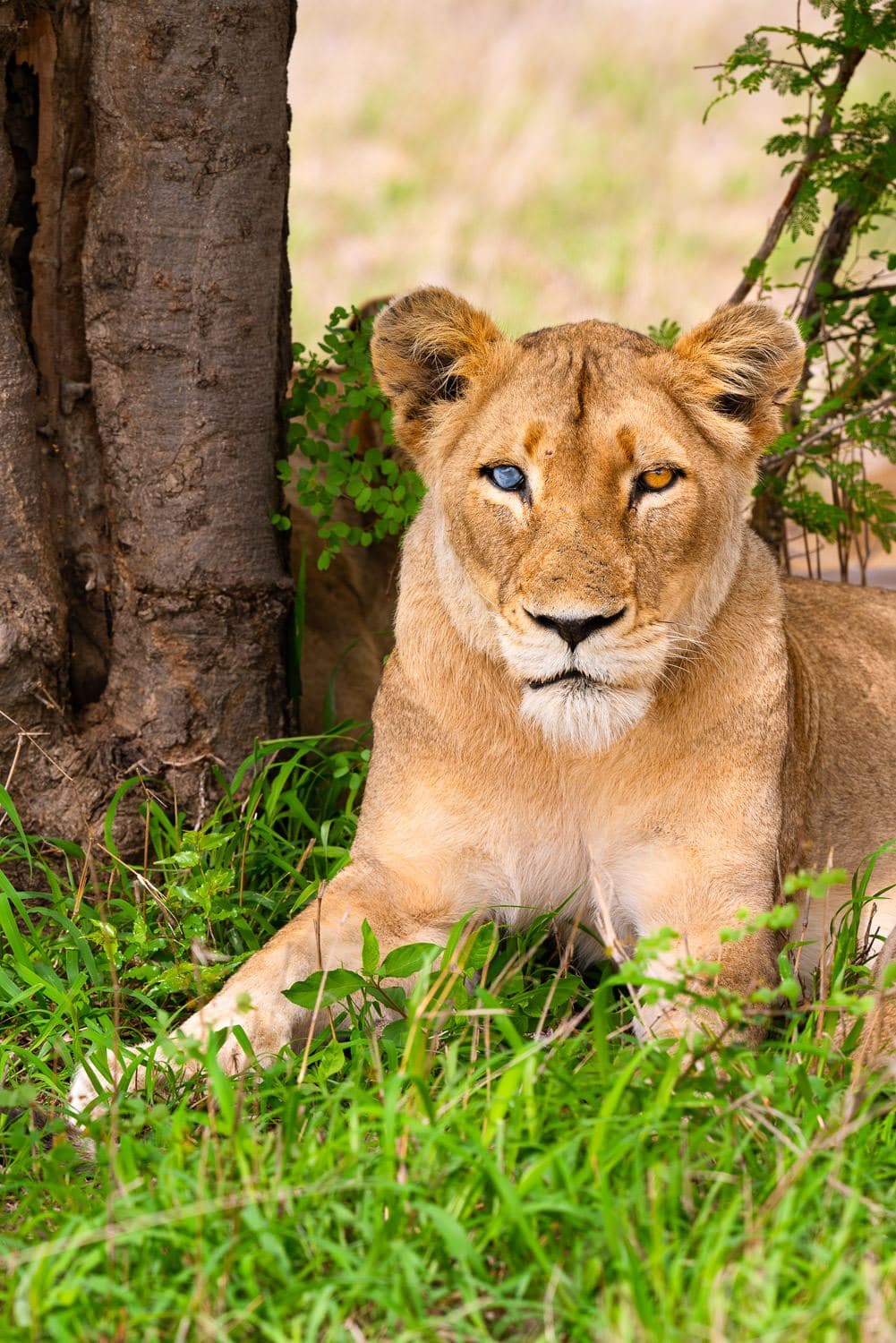 Lioness-Missing-Eye-Wildlife-Photo-Workshop