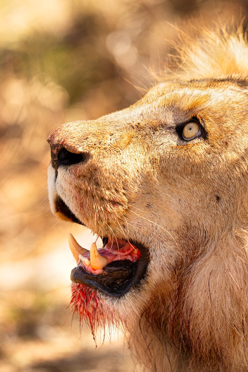 Male-Lion-Feeding-Kapama-Wildlife-Photo-Workshop