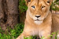 Lioness-Missing-Eye-Wildlife-Photo-Workshop