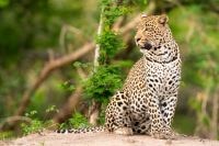 Male-Leopard-Sabi-Sands-WIldlife-Photo-Workshop-Safari
