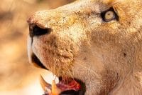 Male-Lion-Feeding-Kapama-Wildlife-Photo-Workshop